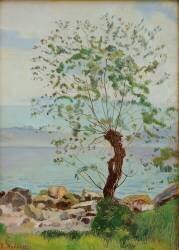 Saule au bord du lac (Ferdinand Hodler) - Muzeo.com
