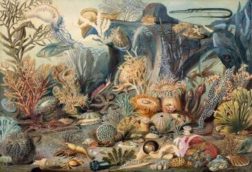 Vie de l'Océan (James M Sommerville) - Muzeo.com