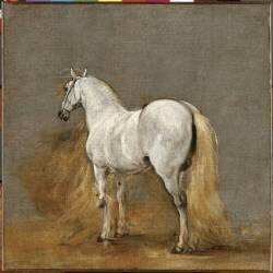 Cheval blanc. Etude (Adam Frans van der Meulen) - Muzeo.com