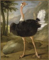 Etude d'oiseau (autruche) (Nicasius Bernaerts) - Muzeo.com