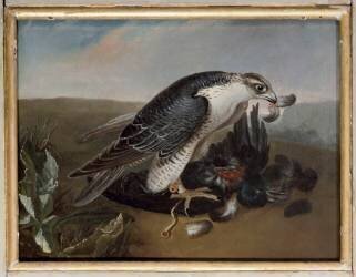 Faucon dévorant un oiseau (Nicasius Bernaerts) - Muzeo.com
