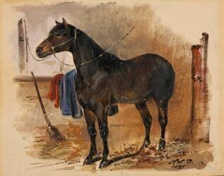 Montanaro, cheval de la reine Hortense (anonyme) - Muzeo.com