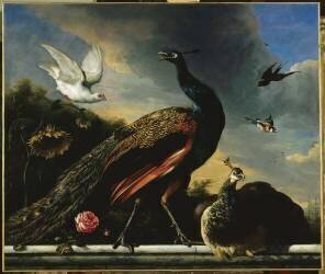 Paons, mâle et femelle (Melchior de Hondecoeter) - Muzeo.com