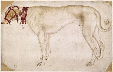 Chien muselé et portant un collier, debout, de profil vers la gauche (Pisanello) - Muzeo.com