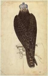 Jeune faucon lanier ou jeune faucon pèlerin armé, perché sur une main gantée (Pisanello) - Muzeo.com