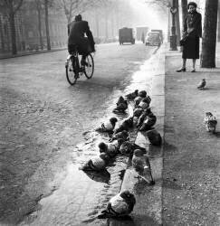 Pigeons (Keystone) - Muzeo.com