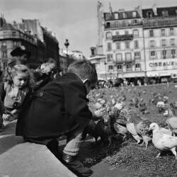 Pigeons in front of the Paris Town Hall (Keystone) - Muzeo.com