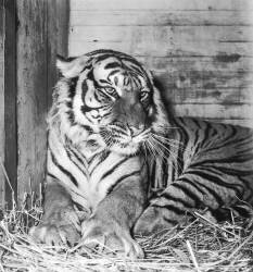 The Jungle Circus (Rue des Archives) - Muzeo.com