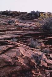Zion National Park, Springdale, Utah (John Margolies) - Muzeo.com