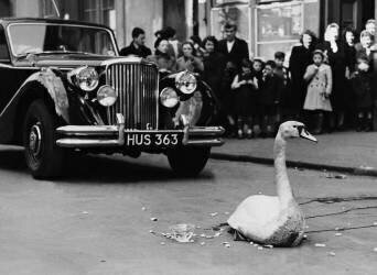 1952, Ecosse, un cygne dans les rues de Glasgow (Keystone) - Muzeo.com