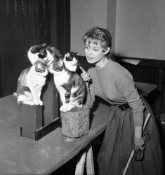 Brigitte Bardot et les chats (Rue des Archives) - Muzeo.com
