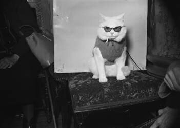 Chat à l’exposition internationale de Paris en 1952 (anonyme) - Muzeo.com