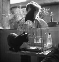 Les chats et l'oiseau (Jean Ribière) - Muzeo.com