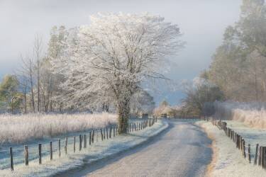 A Frosty Morning (Chris Moore) - Muzeo.com