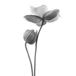 A little touch - monochrome (Lotte Grønkjær) - Muzeo.com