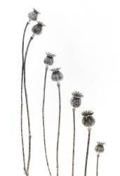 A new addition (Lotte Gronkjar) - Muzeo.com