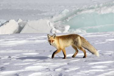 A red fox (Libby Zhang) - Muzeo.com