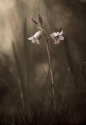 A small flower on the ground (Allan Wallberg) - Muzeo.com