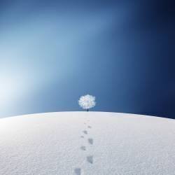 A tree in the field (Bess Hamiti) - Muzeo.com