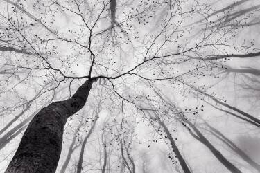 A view of the tree crown (Tom Pavlasek) - Muzeo.com