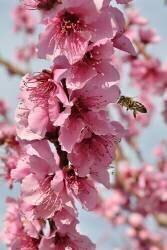 Abeille domestique butinant des fleurs de pêcher (Claude Balcaen) - Muzeo.com
