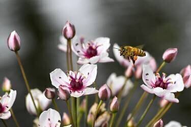 Abeille domestique butinant une fleur de Jonc (Stéphane Vitzthum) - Muzeo.com