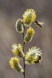 Abeille à miel  sur chaton  de Saule (Stéphane Vitzthum) - Muzeo.com