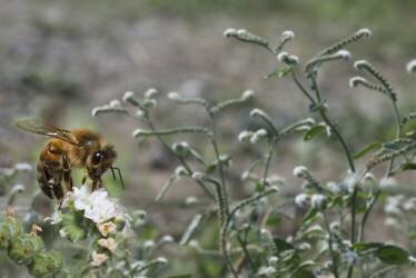 Abeille à miel butinant une fleur d'Héliotrope d'Europe (Michel Rauch) - Muzeo.com
