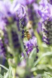 Abeille à miel sur des fleurs de lavande (Marie Aymerez) - Muzeo.com