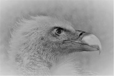 Aigle à tête blanche (Cristian Andreescu) - Muzeo.com