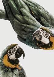 Amazonie (Shotby Clint) - Muzeo.com