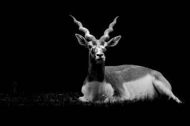 Antilope cervicapre couchée Parc zoologique de Clères, France (Pierre-Bernard Cognein) - Muzeo.com