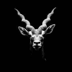 Antilope cervicapre Parc zoologique de Clères, France (Pierre-Bernard Cognein) - Muzeo.com