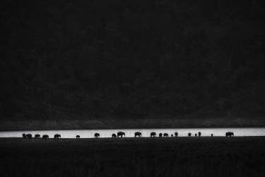 Ants or elephants (Swapnil) - Muzeo.com