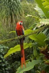 Ara rouge sur une branche (J.-M Labat & F) - Muzeo.com