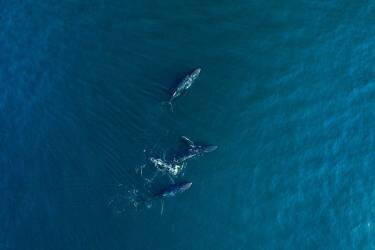 Arabian Humpback Whale (Haitham al Farsi) - Muzeo.com