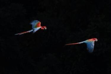 Aras chloroptères  en vol, Mato Grosso do Sul, Brésil (Sergio Pitamitz) - Muzeo.com