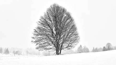 Arbre solitaire (Martin Froyda) - Muzeo.com