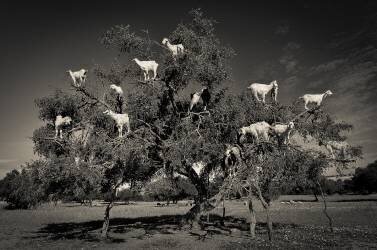 Argan loving goats (Dario Puebla) - Muzeo.com