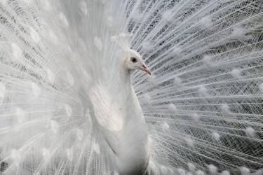 As white as snow (Victoria Ivanova) - Muzeo.com