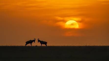 At The Sunset (Jun Zuo) - Muzeo.com