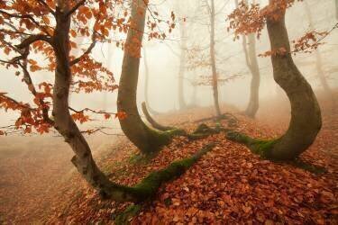 Autumn octopus in the Ore Mountains (Daniel Řeřicha) - Muzeo.com