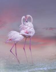 Ballet des flamants roses (Krystina Wisniowska) - Muzeo.com