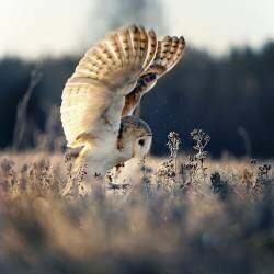 Barn owl at sunrise (Michaela Firesova) - Muzeo.com