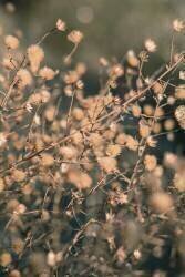 Beach flowers 3 (1x Studio III) - Muzeo.com
