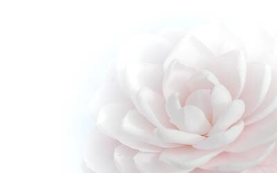 Beauté tendre (Peter Baer) - Muzeo.com