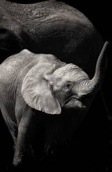 Bébé éléphant et sa mère #39 (Carmen Villar) - Muzeo.com
