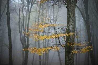 Beech Forest in Autumn (Alessandro Zocchi) - Muzeo.com