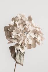 Fleur séchée beige (1x Studio III) - Muzeo.com
