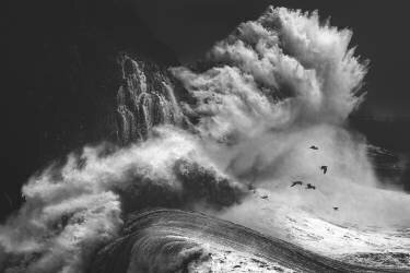 Birds in the storm (Part 4) (Paolo Lazzarotti) - Muzeo.com